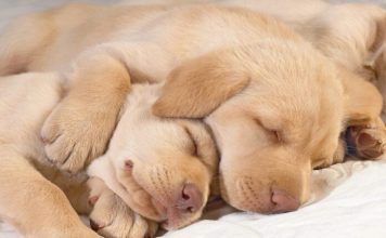 Caurs miegs: cēloņi un risinājumi