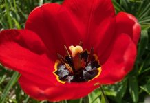 Straujiem soļiem tuvojas meteoroloģiskā vasara