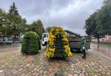 Ventspilī izvietotas rudens ziedu piramīdas