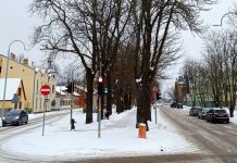 Kuldīgas ielas alejā uzsāks bīstamo koku zāģēšanas darbus