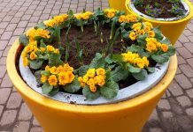 Ventspilī stāda pirmos pavasara ziedus