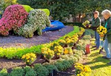 Ventspilī rudens krāsu gammā zied krizantēmas