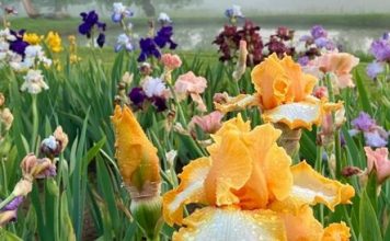 Gāliņciema bibliotēkā viesosies skolotāja, īrisu audzētāja Aiga Felš-Milberga