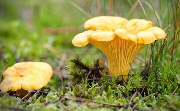 Sēņošana – latviešu prieks, azarts un labs gardums ziemai